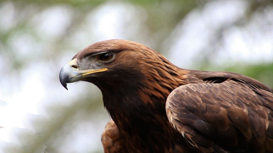 Aguila, Guia de Aves. .   - VENEZUELA