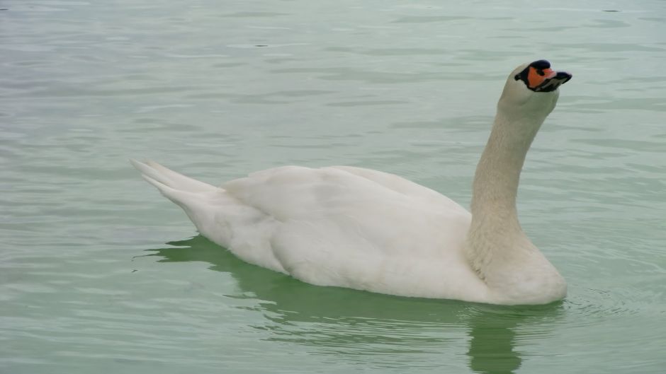 Cisne Coscoroba, Guia de Fauna. RutaChile.   - 