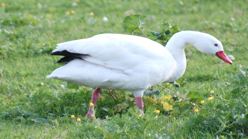 Cisne Coscoroba, Guia de Fauna. RutaChile.   - 