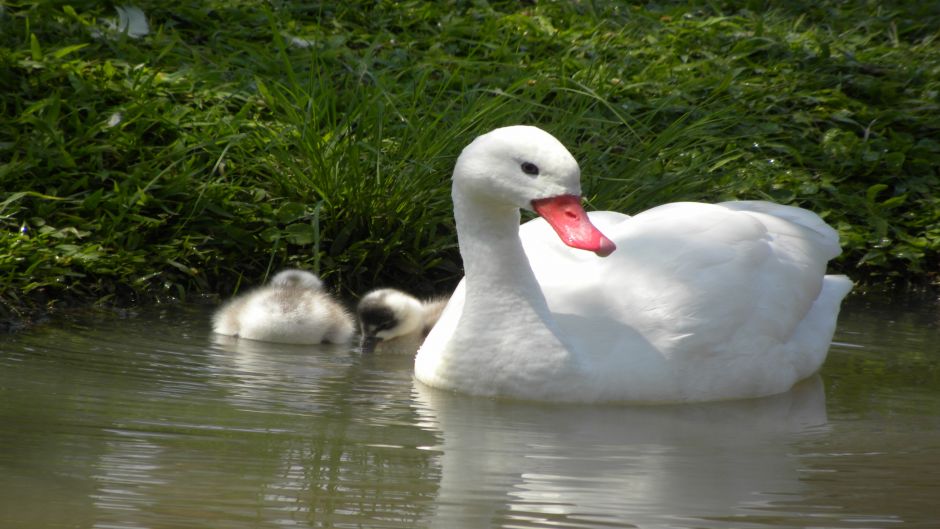 Cisne Coscoroba, Guia de Fauna. RutaChile.   - BRASIL