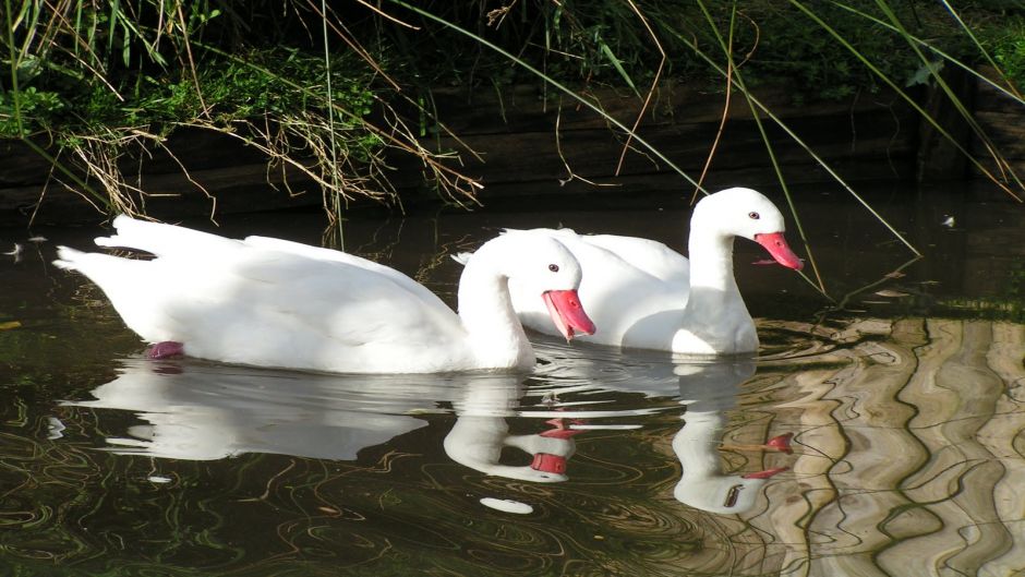 Cisne Coscoroba, Guia de Fauna. RutaChile.   - URUGUAY