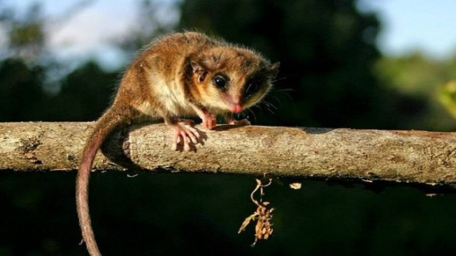 Monito del Monte, Guia de Fauna. RutaChile.   - CHILE