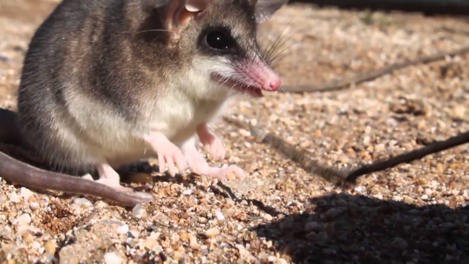 Monito del Monte, Guia de Fauna. RutaChile.   - 