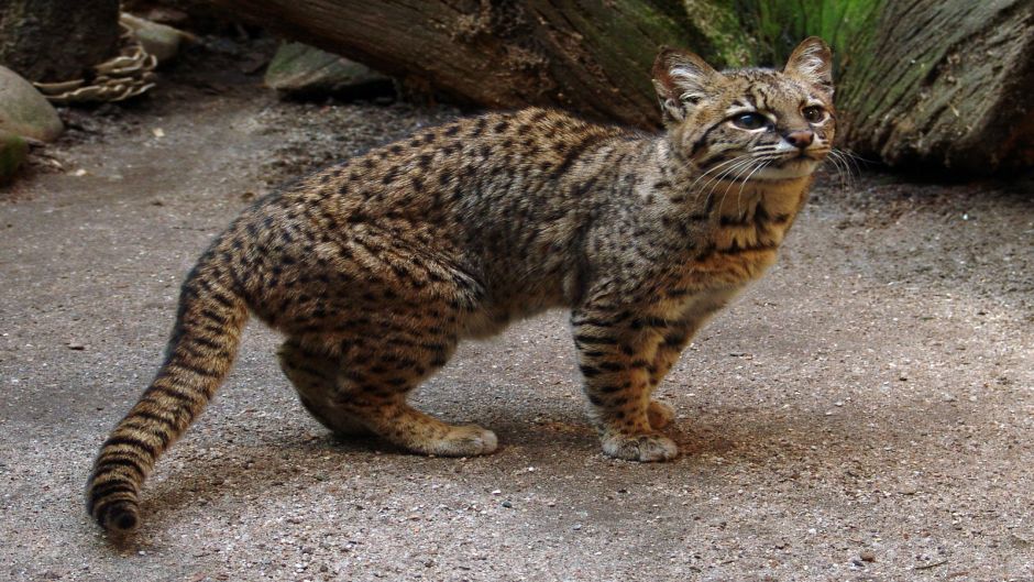 Gato Montés Sudamericano, Guia de Fauna. RutaChile.   - 