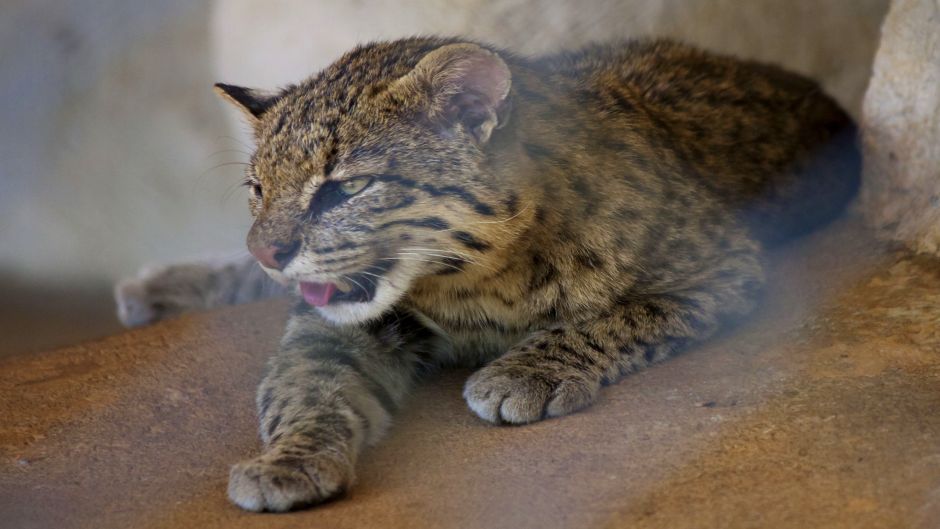 Gato Montés Sudamericano, Guia de Fauna. RutaChile.   - 