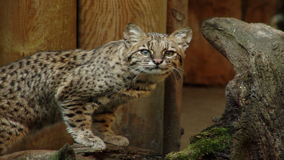 Gato Montés Sudamericano, Guia de Fauna. RutaChile.   - PARAGUAY