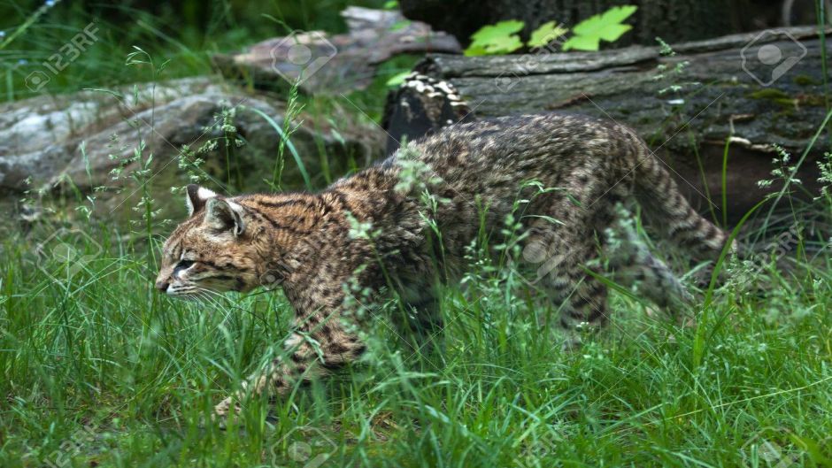 Gato Montés Sudamericano, Guia de Fauna. RutaChile.   - ARGENTINA