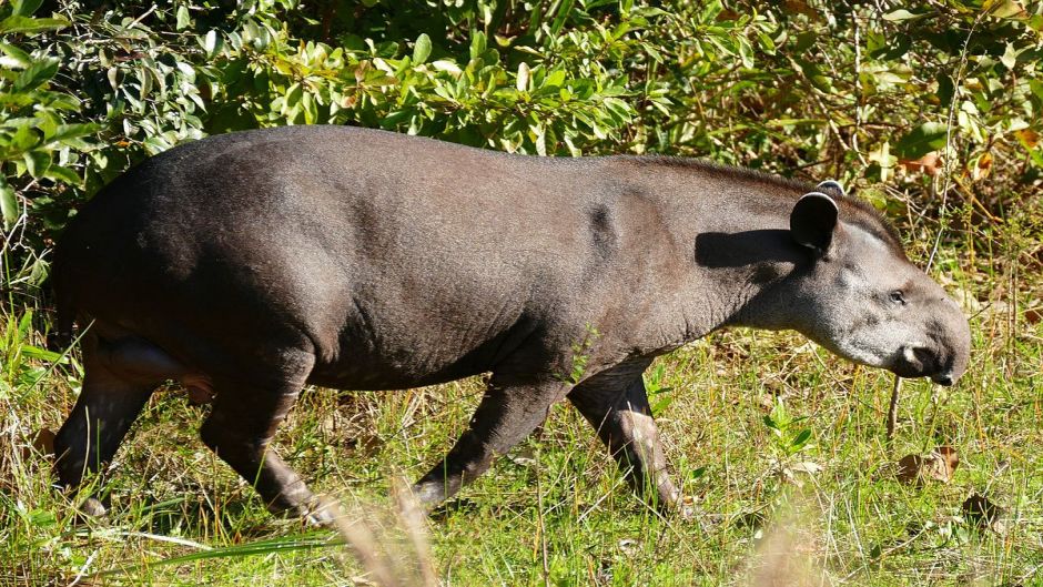 Tapir, Guia de Fauna. RutaChile.   - 