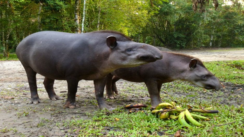 Tapir, Guia de Fauna. RutaChile.   - BRASIL