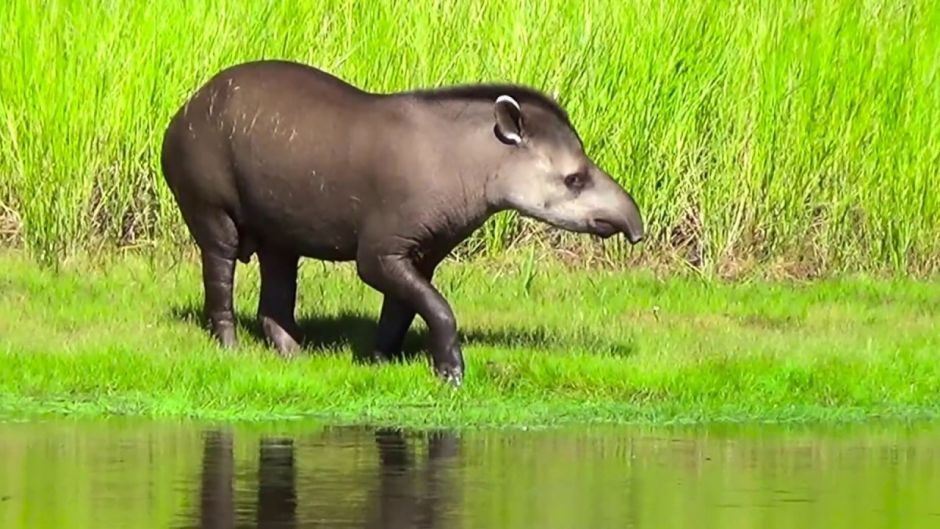 Tapir, Guia de Fauna. RutaChile.   - PARAGUAY