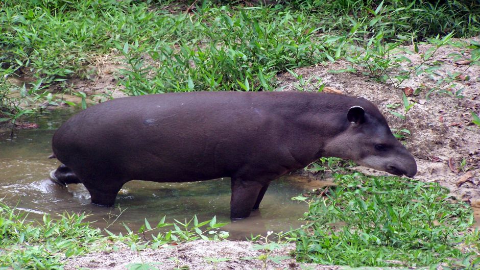 Tapir, Guia de Fauna. RutaChile.   - COLOMBIA