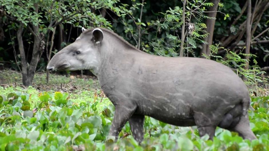 Tapir, Guia de Fauna. RutaChile.   - BRASIL