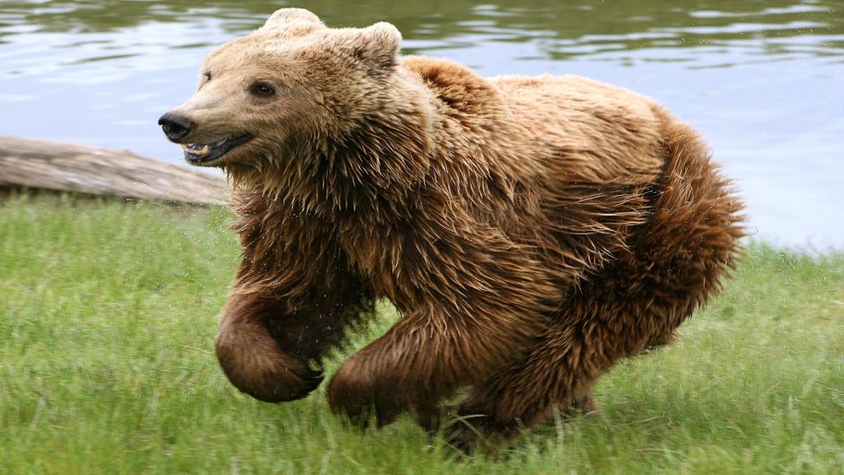 Oso Pardo.   - ESTADOS UNIDOS