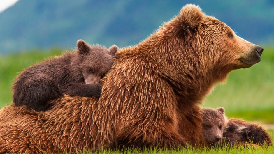 Oso Pardo.   - ESTADOS UNIDOS