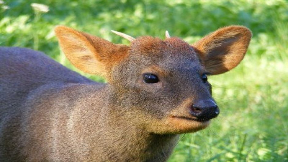 Pudu, Guia de Fauna. RutaChile.   - ARGENTINA