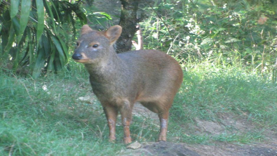 Pudu, Guia de Fauna. RutaChile.   - 