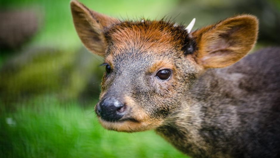 Pudu, Guia de Fauna. RutaChile.   - 