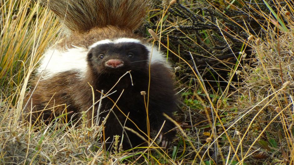 Chingue, Guia de Fauna. RutaChile.   - 