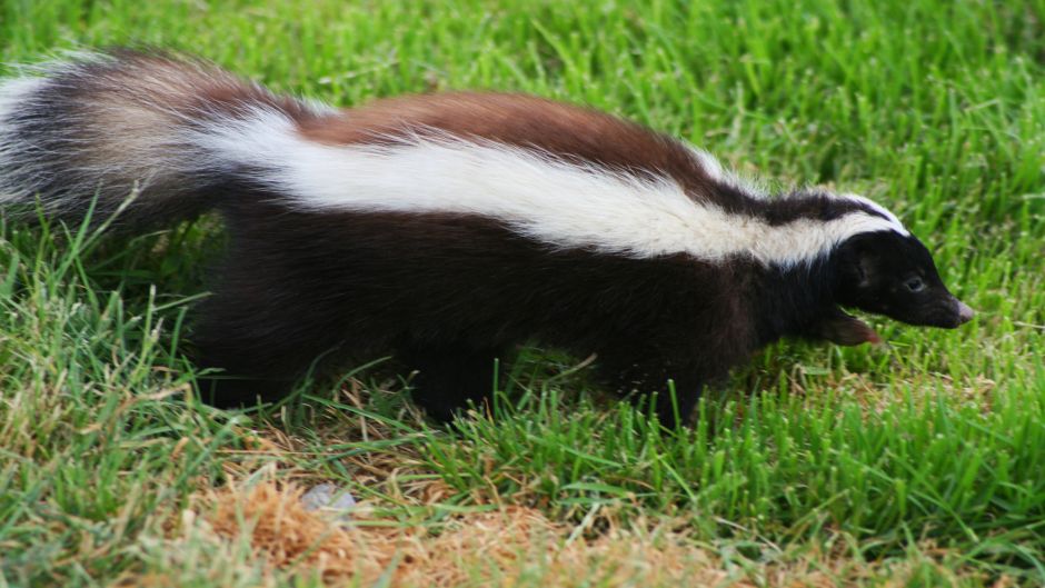 Chingue, Guia de Fauna. RutaChile.   - URUGUAY