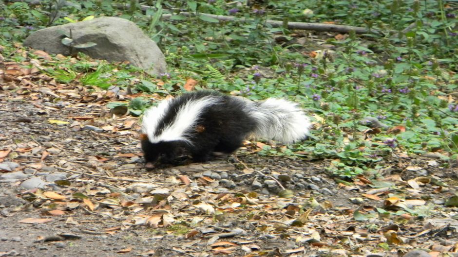 Chingue, Guia de Fauna. RutaChile.   - BOLIVIA