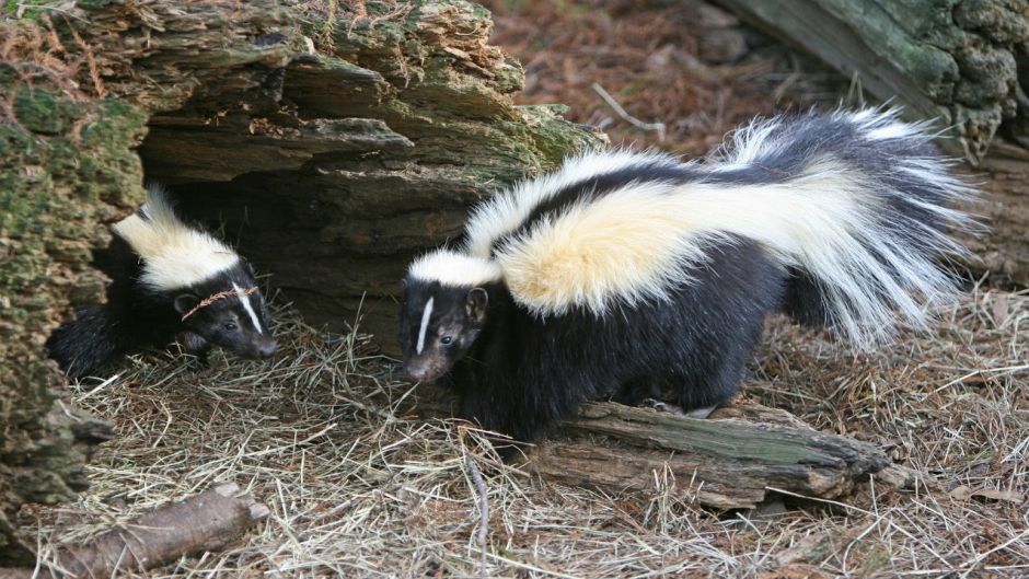 Chingue, Guia de Fauna. RutaChile.   - CHILE