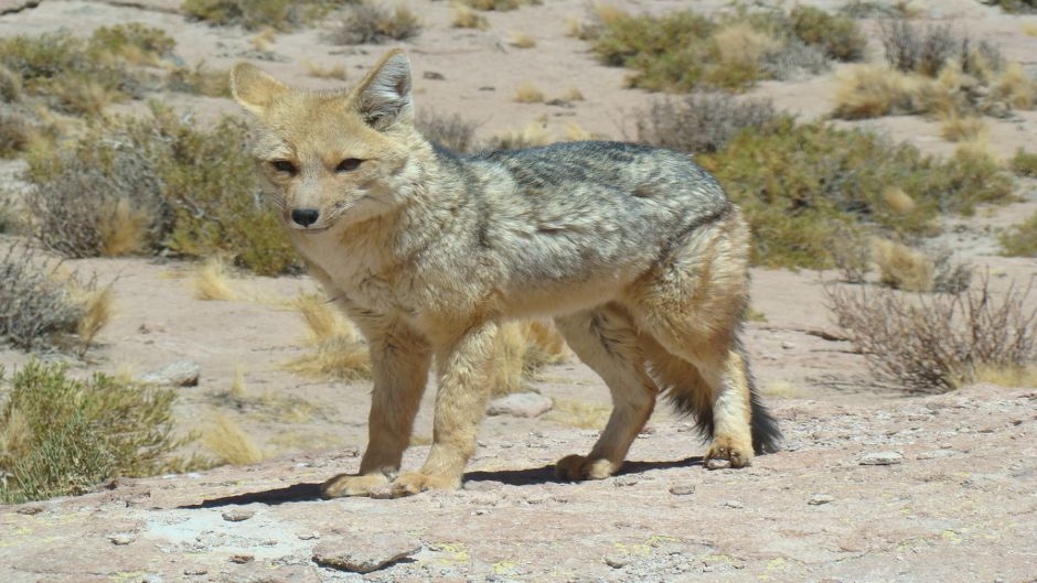 Zorro Culpeo, Guia de Fauna. RutaChile.   - PERU