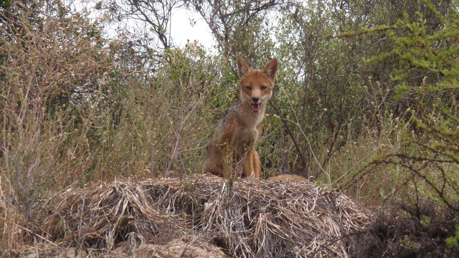 Zorro Culpeo, Guia de Fauna. RutaChile.   - PERU