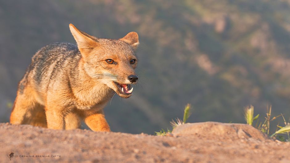 Zorro Culpeo, Guia de Fauna. RutaChile.   - 