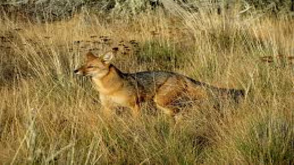 Zorro Culpeo, Guia de Fauna. RutaChile.   - 