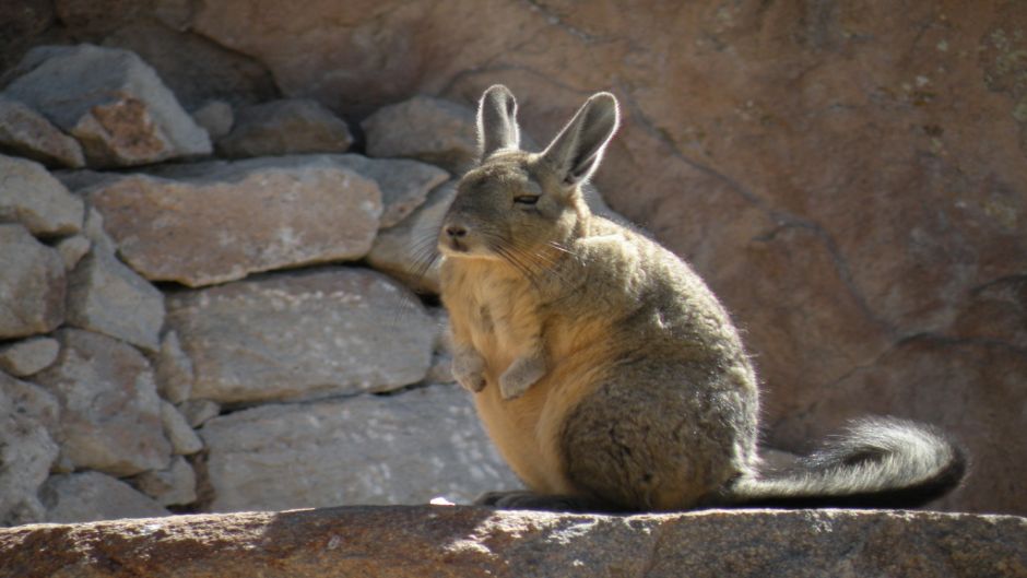 Vizcacha, Guia de Fauna. RutaChile.   - 