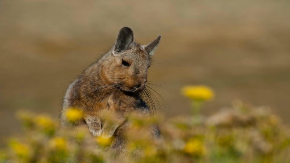 Vizcacha, Guia de Fauna. RutaChile.   - PARAGUAY