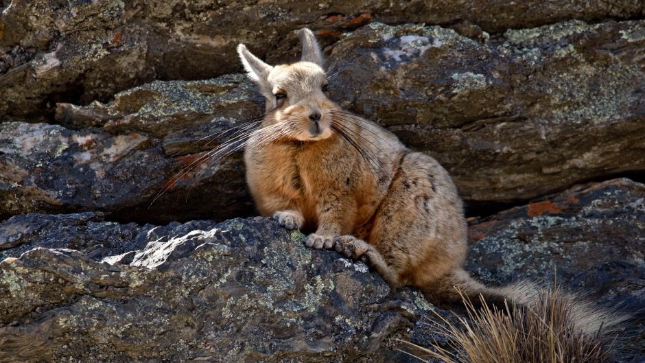 Vizcacha, Guia de Fauna. RutaChile.   - CHILE