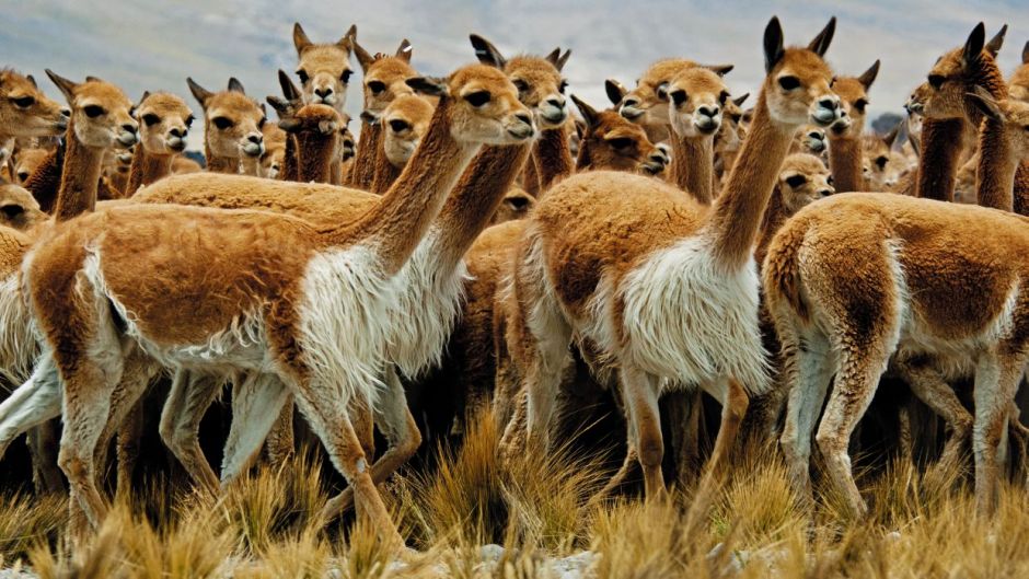 Vicuña, Guia de Fauna. RutaChile.   - 