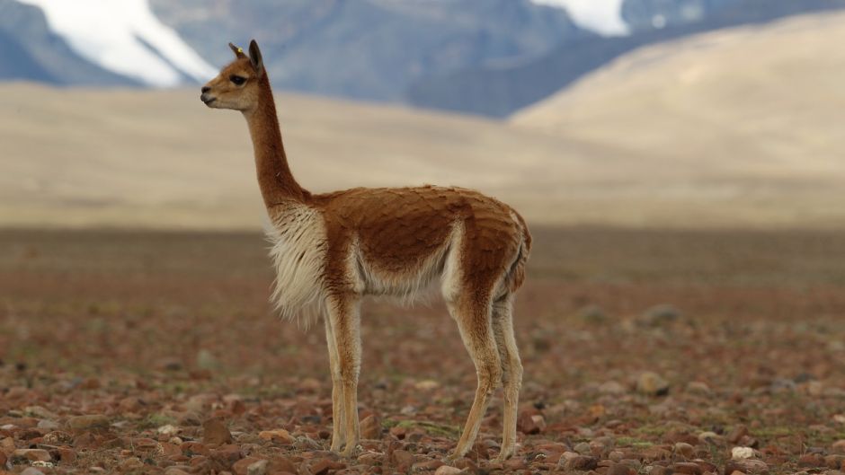 Vicuña, Guia de Fauna. RutaChile.   - 