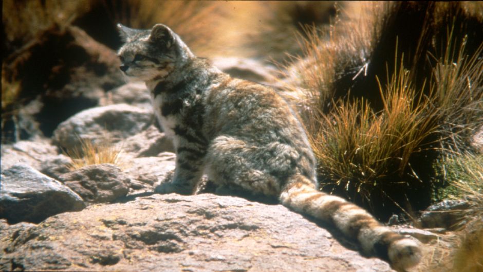 Guiña, Guia de Fauna. RutaChile.   - 