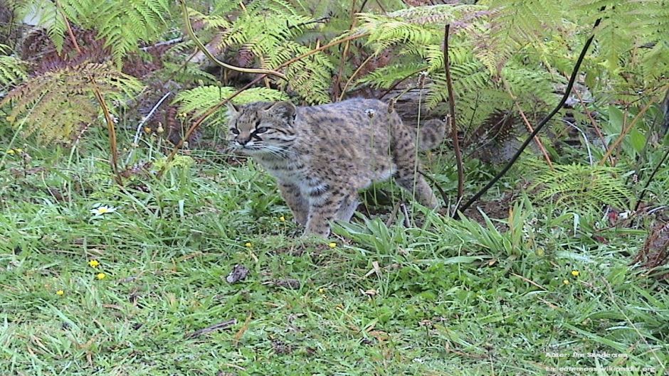 Guiña, Guia de Fauna. RutaChile.   - CHILE