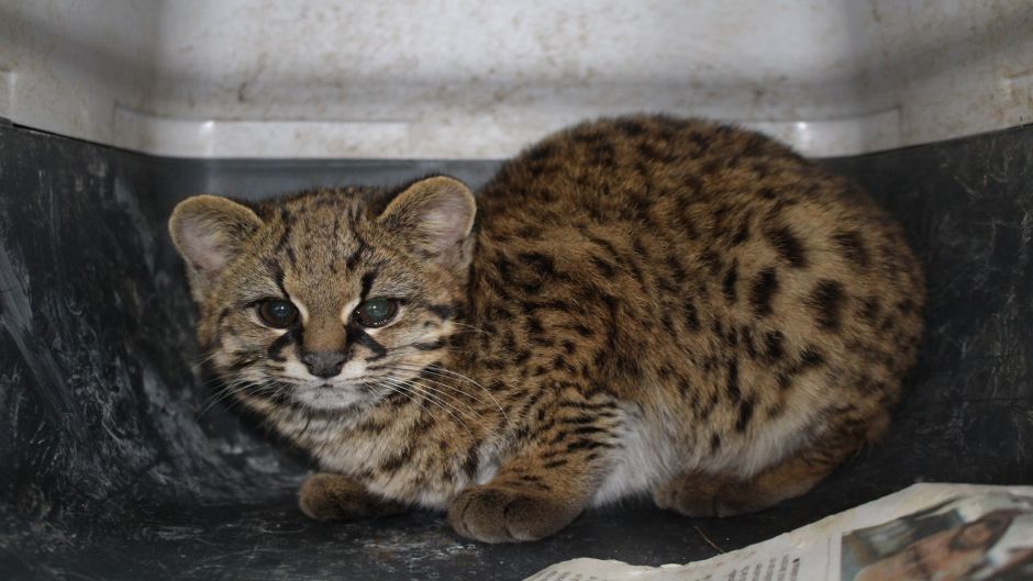 Guiña, Guia de Fauna. RutaChile.   - CHILE