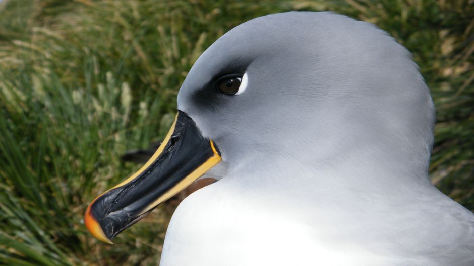 Cabeza y cuello grises, más suave en la frente, lados de la cara, g.   - URUGUAY