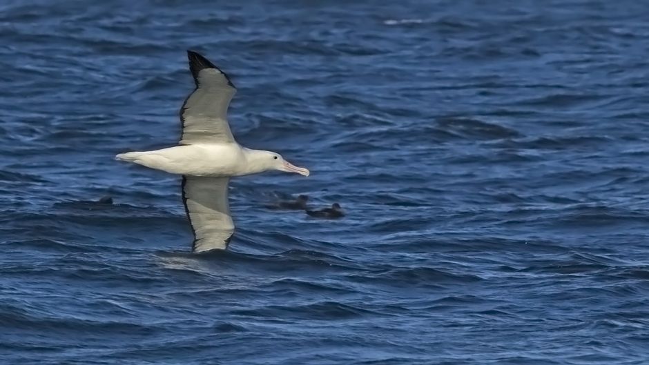 Facilmente puede ser confundido en su medio con el Albatros Errante.   - 