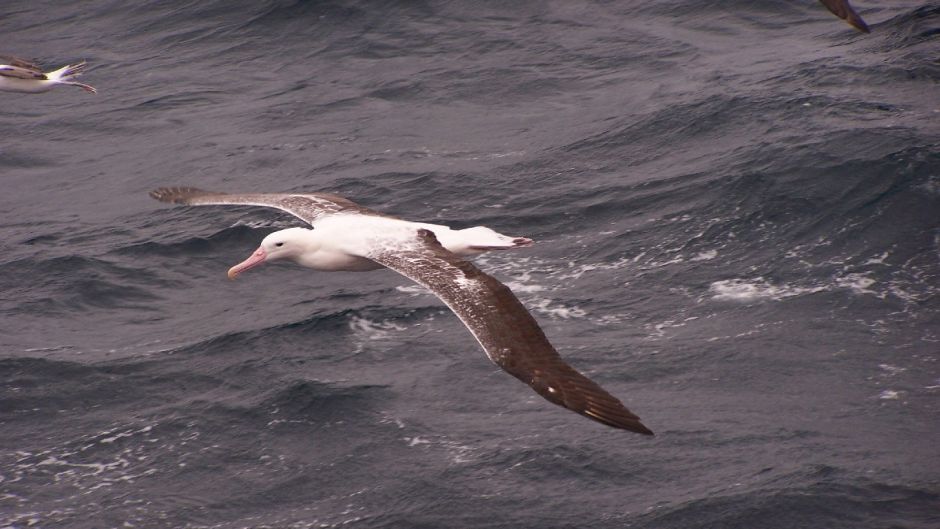 Facilmente puede ser confundido en su medio con el Albatros Errante.   - CHILE