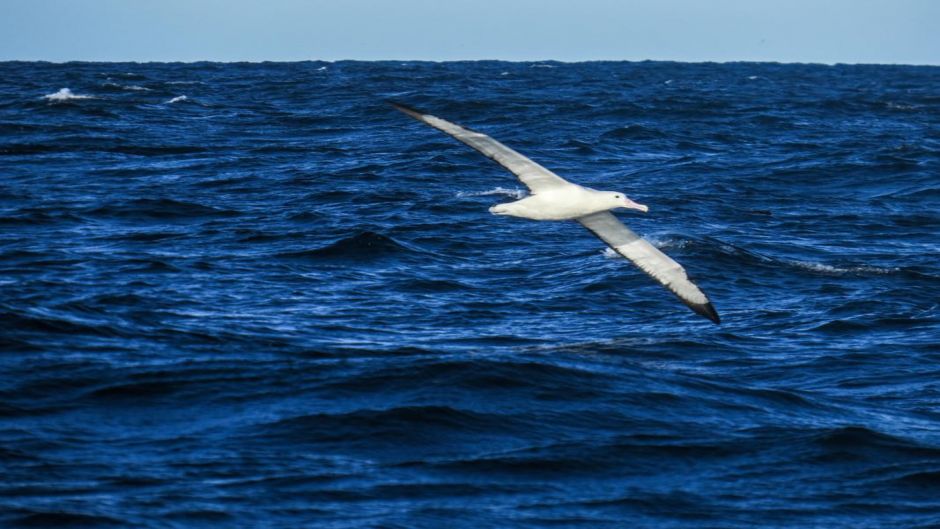 Facilmente puede ser confundido en su medio con el Albatros Errante.   - ECUADOR