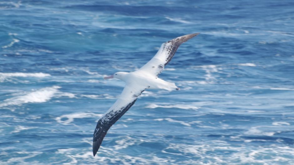 Facilmente puede ser confundido en su medio con el Albatros Errante.   - CHILE