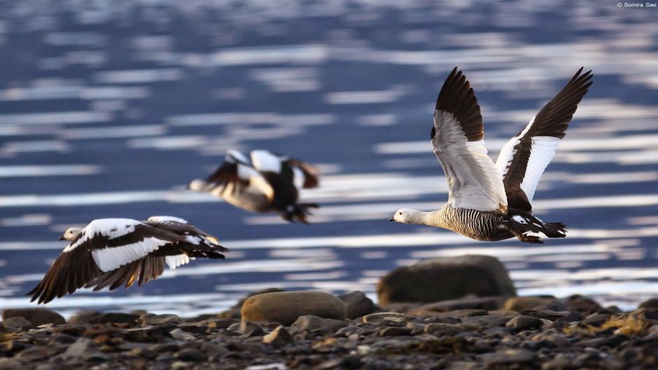 Caiquen, Guia de Fauna. RutaChile.   - 