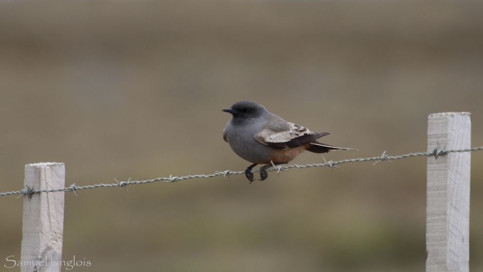 Cazamoscas Chocolate, Guia de Fauna. RutaChile.   - ARGENTINA