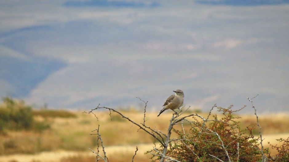 Cazamoscas Chocolate, Guia de Fauna. RutaChile.   - CHILE