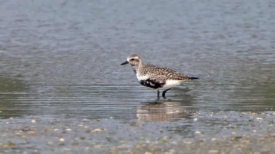 Informacion del Chorlo Artico, con plumas negras en el cuello, pech.   - CANADA