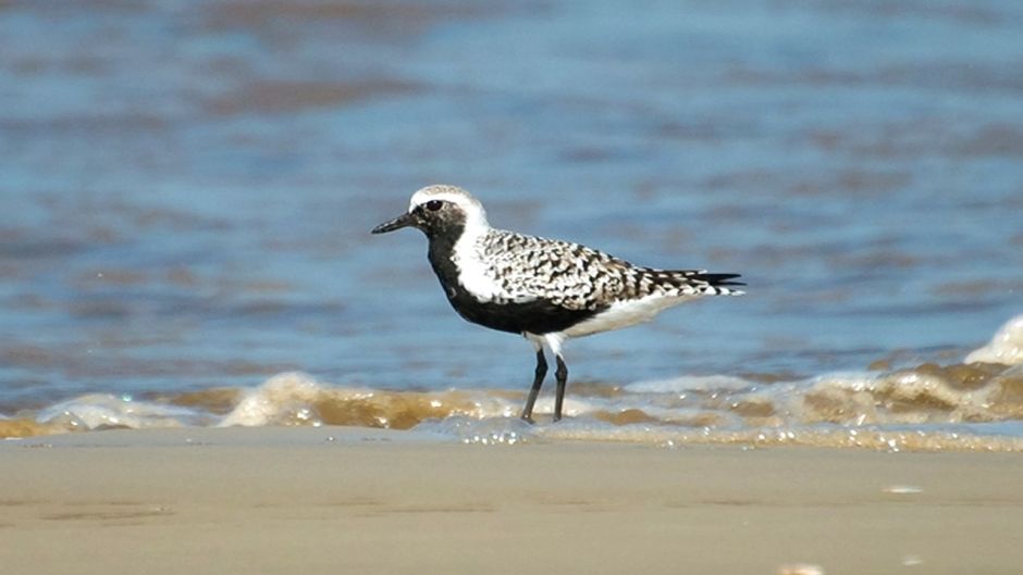 Informacion del Chorlo Artico, con plumas negras en el cuello, pech.   - URUGUAY