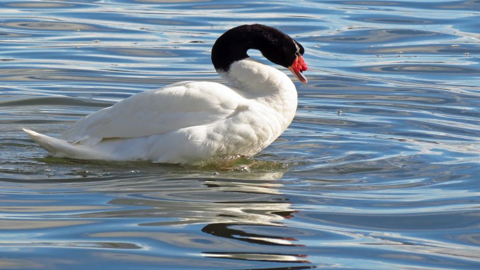 Cisne de Cuello Negro, Guia de Fauna. RutaChile.   - CHILE