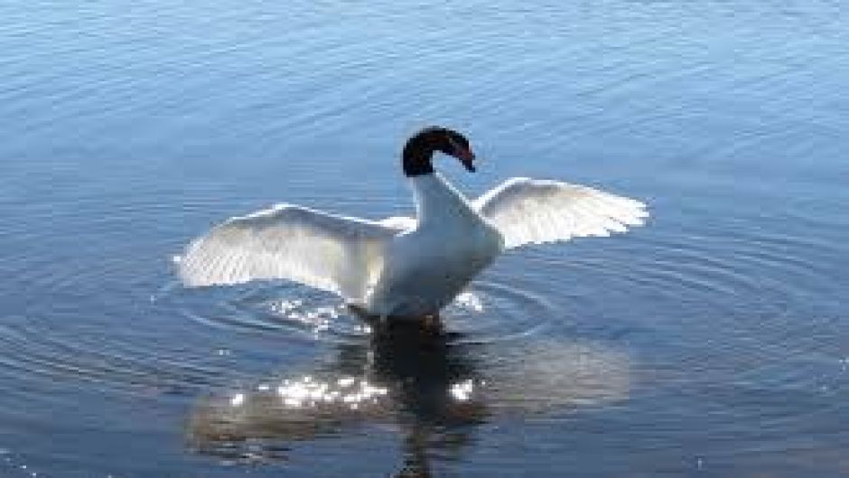 Cisne de Cuello Negro, Guia de Fauna. RutaChile.   - BRASIL