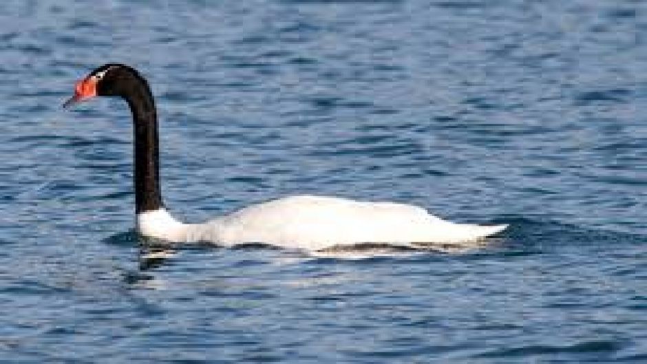 Cisne de Cuello Negro, Guia de Fauna. RutaChile.   - 